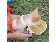 Comedouro e Bebedouro Portátil Oikos Animal para Pets Amarelo - 2