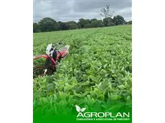 MONITORAMENTO DE CULTURAS, PRAGAS E DOENÇAS - AGROPLAN - 1