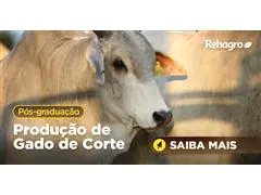 Pós graduação em Pecuária de Corte