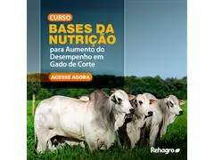 Bases da Nutrição para Aumento do Desempenho em Gado de Corte