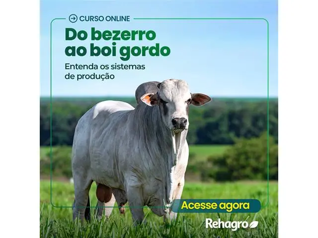 Do Bezerro ao Boi Gordo: entenda os sistemas de produção