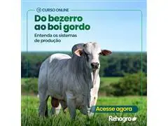 Do Bezerro ao Boi Gordo: entenda os sistemas de produção - 0