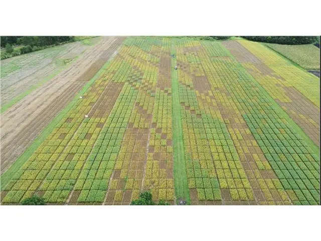 Palestras / Dias de Campo / Treinamentos Manejo de Doenças