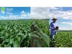 Monitoramento Integrado de Lavoura de Milho - RHD AGRO