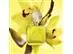 Perfume Shakira Amarillo Eau de Parfum 50ml - 4