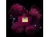 Banderas Her Secret Temptation Eau de Toilette 50ml - 4