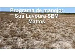 CONSULTORIA NO MANEJO DE PLANTAS DANINHAS - 0