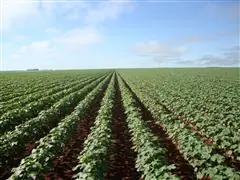 Consultoria Agrícola ALBACOTTON - 1