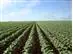 Consultoria Agrícola ALBACOTTON - 1