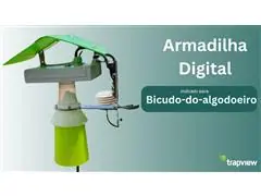 Armadilha Digital - Bicudo-do-algodoeiro