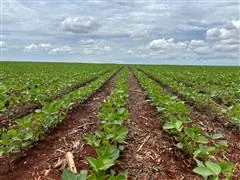 Consultoria e Pesquisa - Midas Research - 5