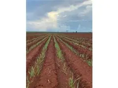 Agroespecialista - Antônio Jose da Silva - 4