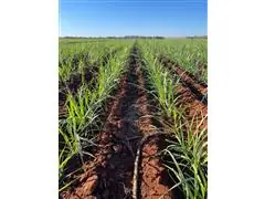 Agroespecialista - Antônio Jose da Silva - 5