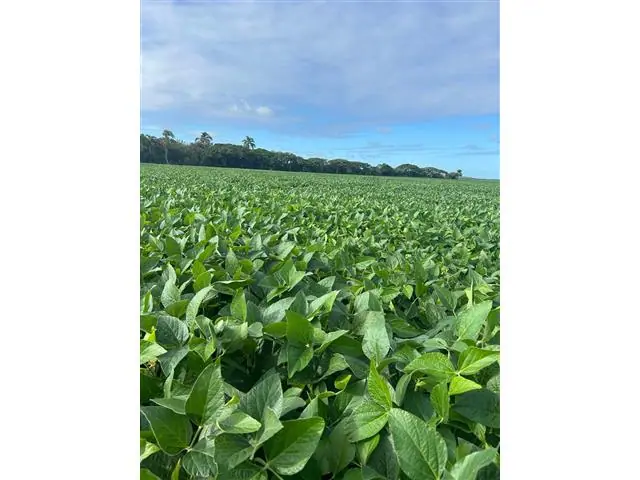 Consultoria Agronômica