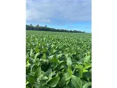 Consultoria Agronômica