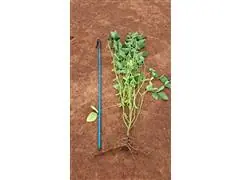 CONSULTORIA AGRONOMICA, VISITAS TECNICAS E PRESTAÇÕES DE SERVIÇOS. - 2