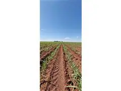 CONSULTORIA AGRONOMICA, VISITAS TECNICAS E PRESTAÇÕES DE SERVIÇOS. - 3