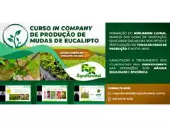 Curso de Produção de Mudas de Eucalipto - RR AGROFLORESTAL - 1