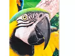 Toalha de Praia Buettner Araras - 2